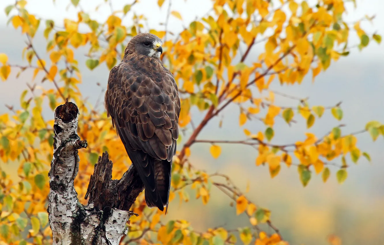 Фото обои осень, птица, Swainson's Hawk