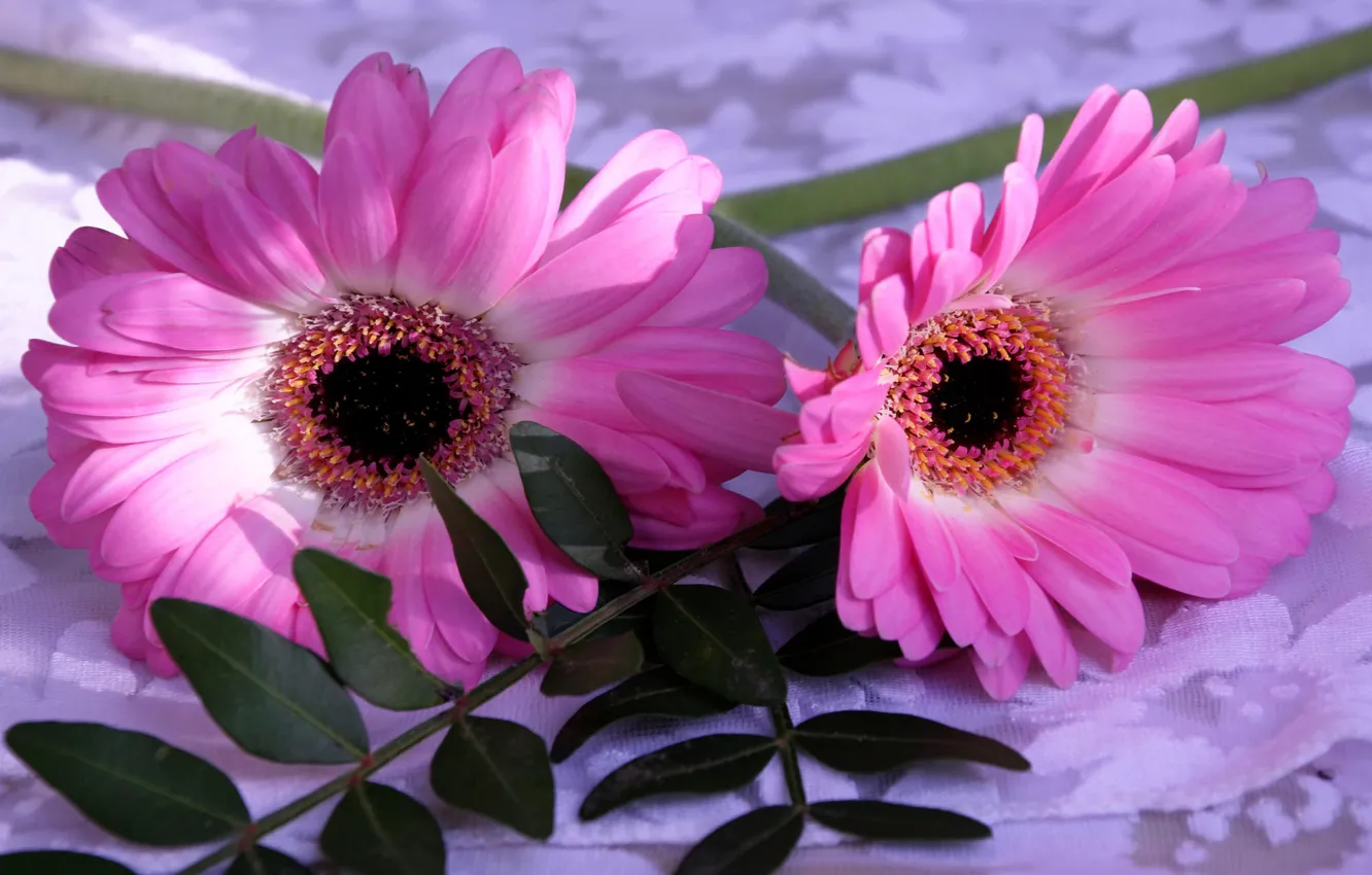 Фото обои цветы, розовый, листики, гербера