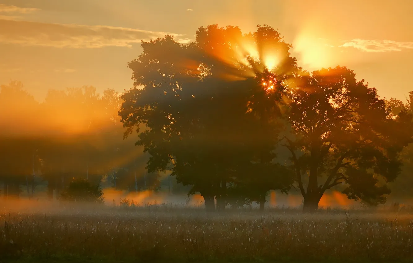 Фото обои поле, свет, природа, туман, дерево, утро