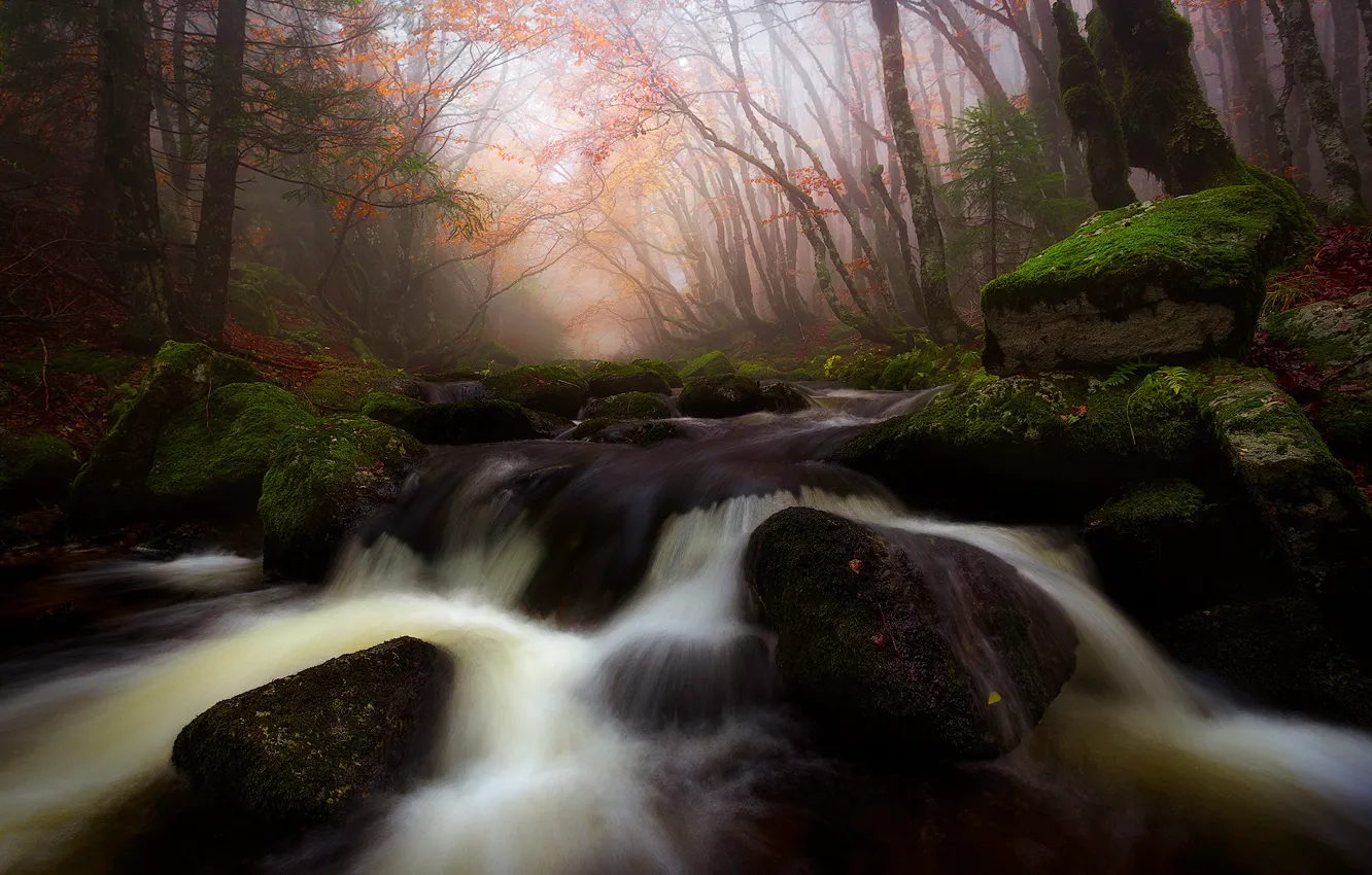 Фото обои осень, лес, листья, деревья, ветки, туман, ручей, камни