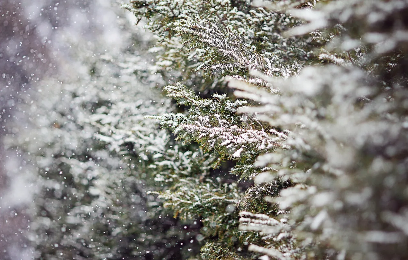 Фото обои зима, снег, деревья, ветки, природа, елка, ель, размытость