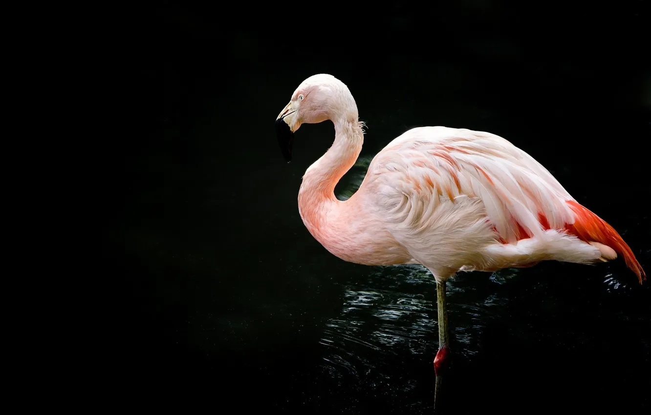 Фото обои розовый, птица, фламинго