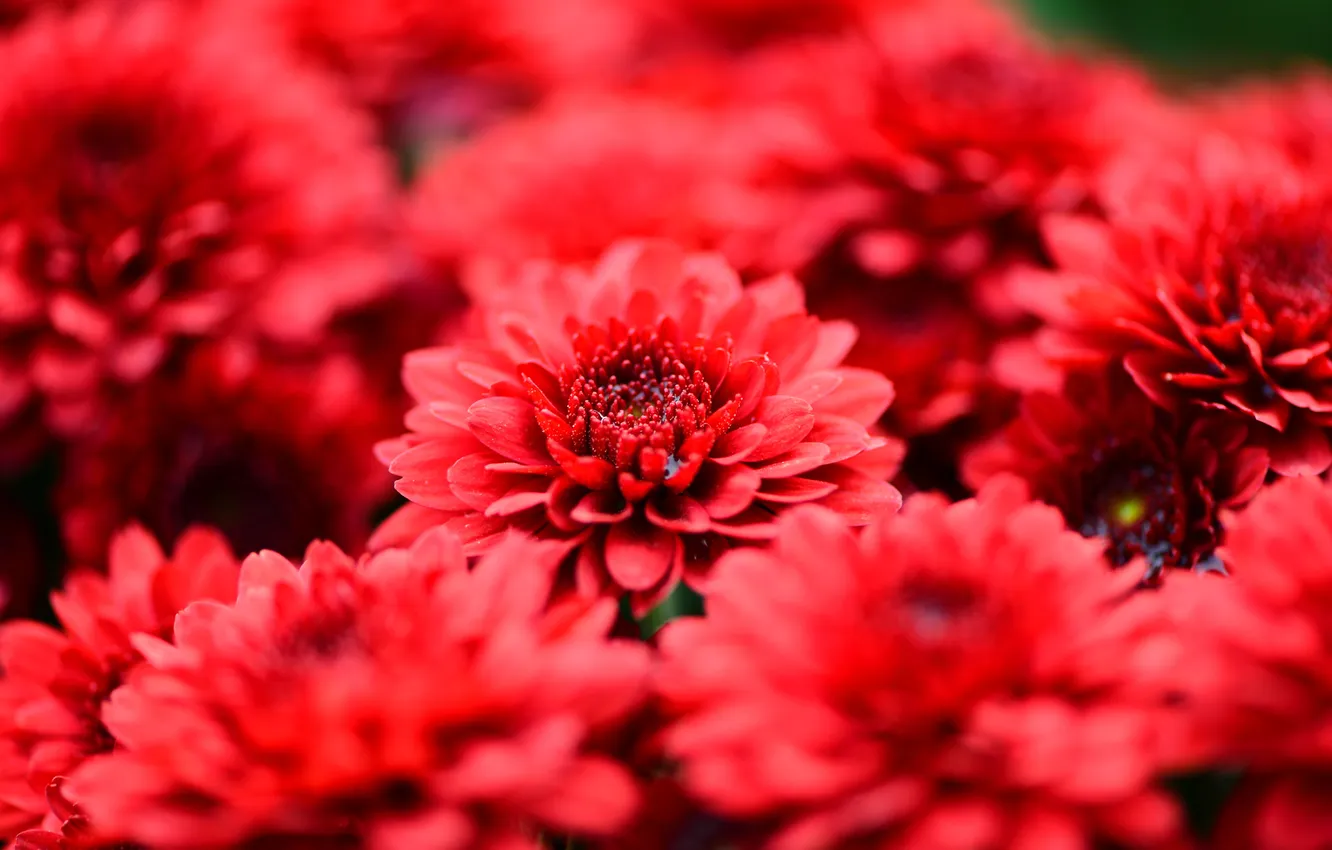 Фото обои макро, цветы, лепестки, красные, хризантемы