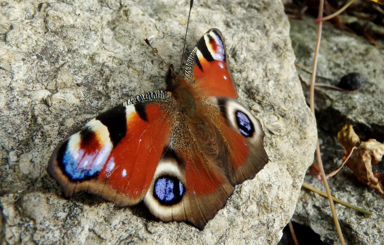 Фото обои бабочка, камень, размытость, павлин, Peacock