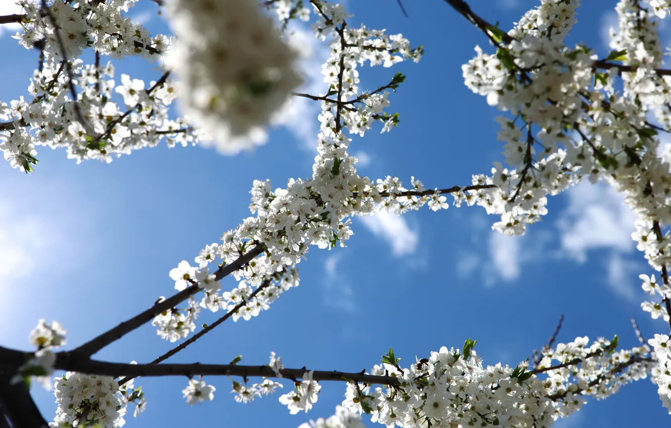 Фото обои небо, голубое, весна, сакура, цветение, sakura, веточки, Spring flowers