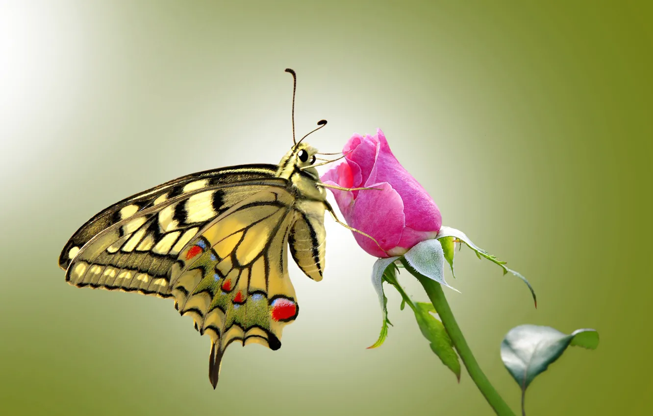 Фото обои глаза, бабочки, розы, крылья, стебель, rose, усики, wings