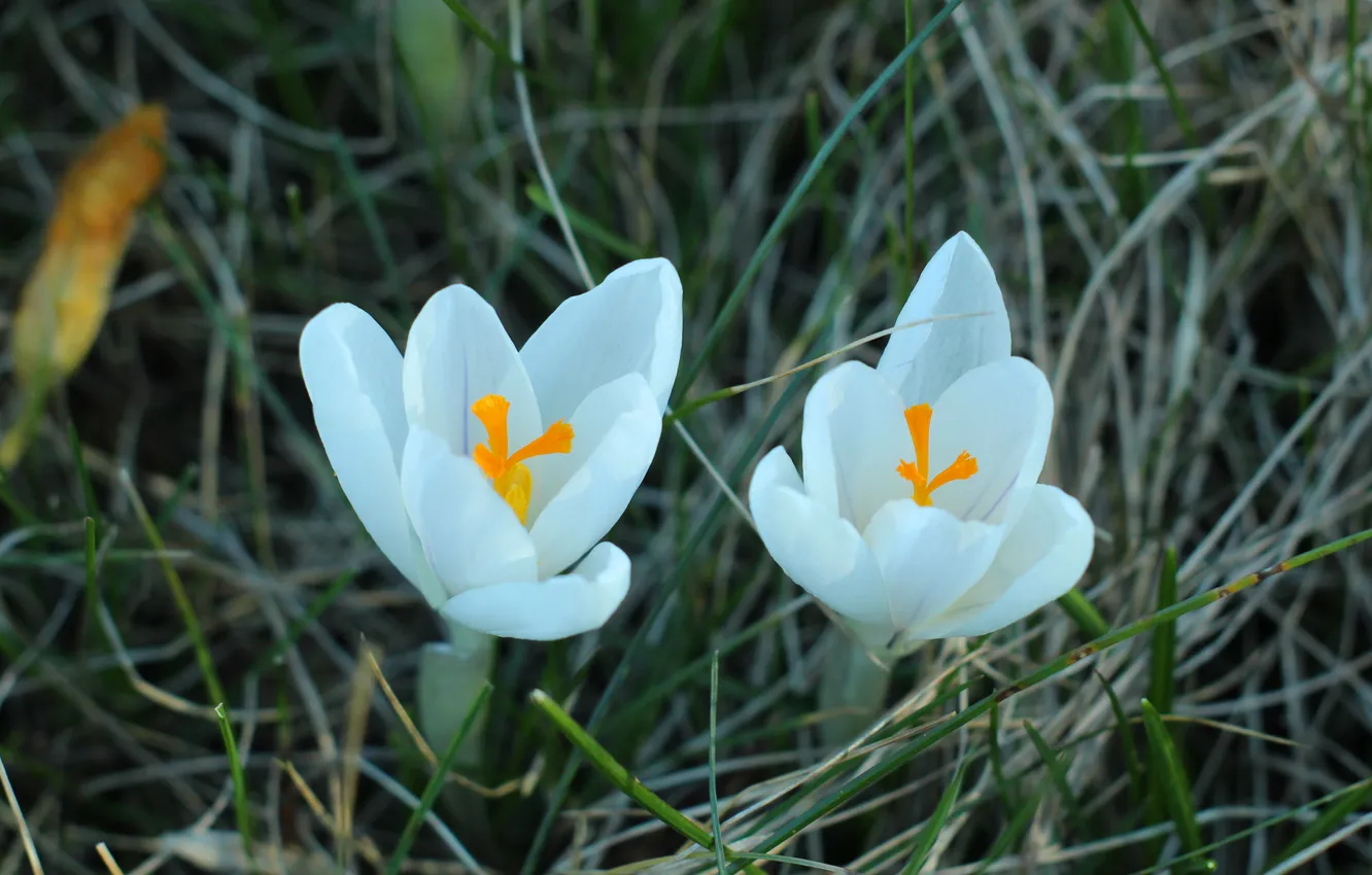 Фото обои white, flower, spring, crocus