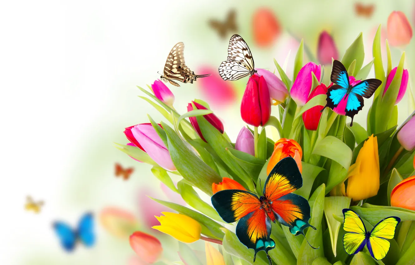 Фото обои бабочки, цветы, весна, colorful, тюльпаны, fresh, flowers, beautiful