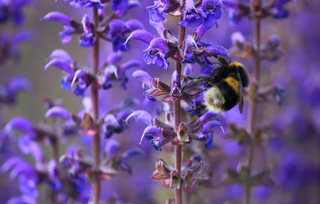 Фото обои макро, цветы, пчела, весна, насекомое, шмель, сиреневые