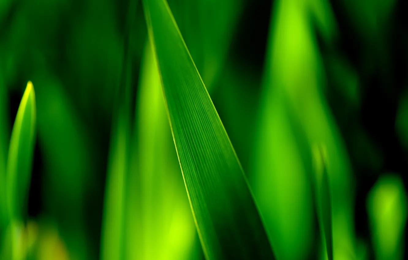 Фото обои зелень, трава, макро, лист