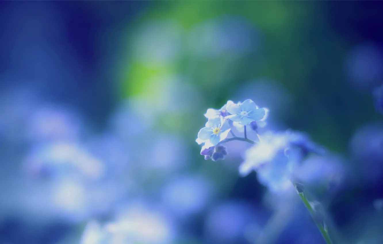 Фото обои макро, размытость, голубые, blue, Forget-me-nots, Незабудки