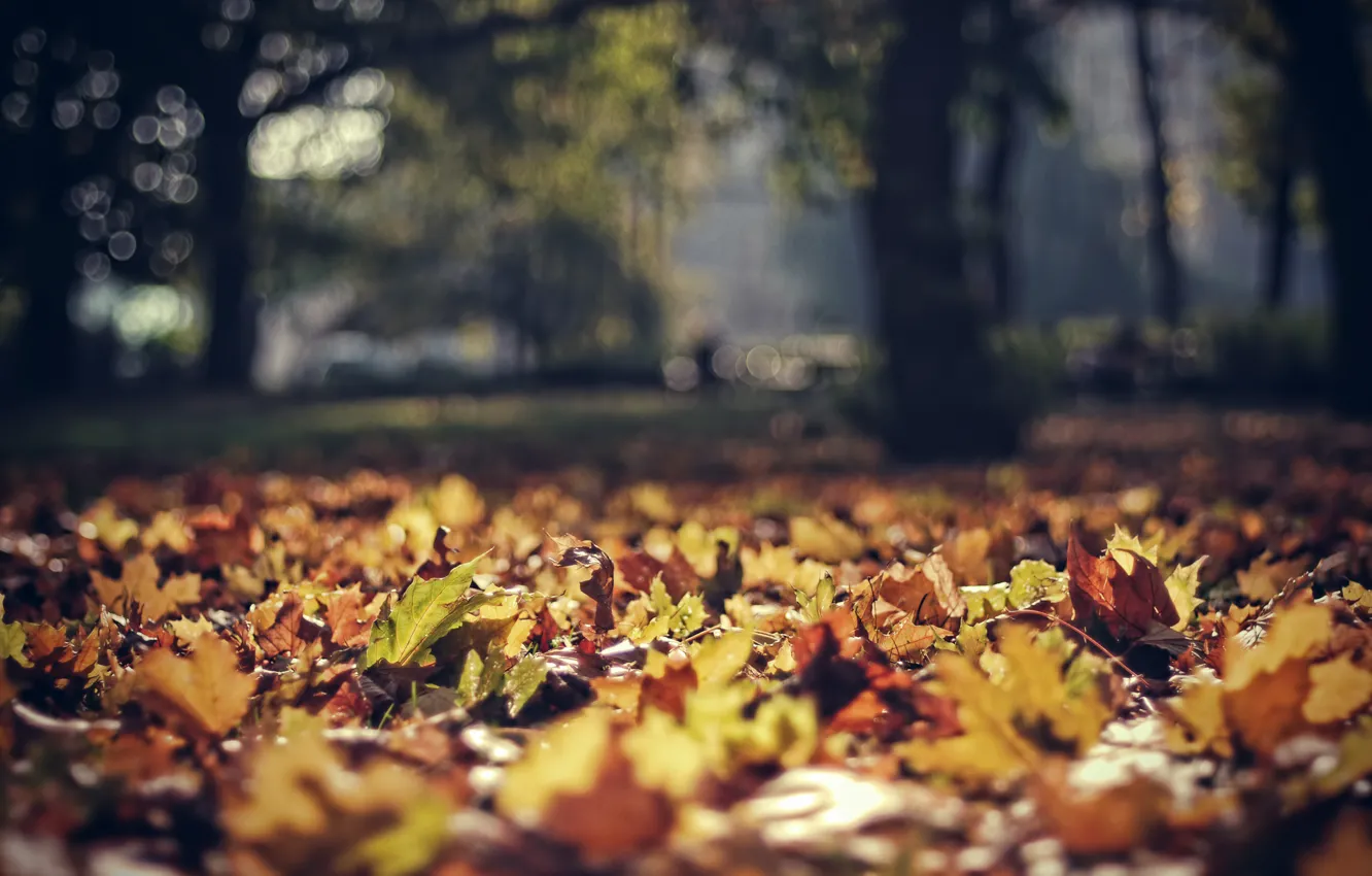 Фото обои осень, листья, парк, листва, фокус, польша, боке, poland