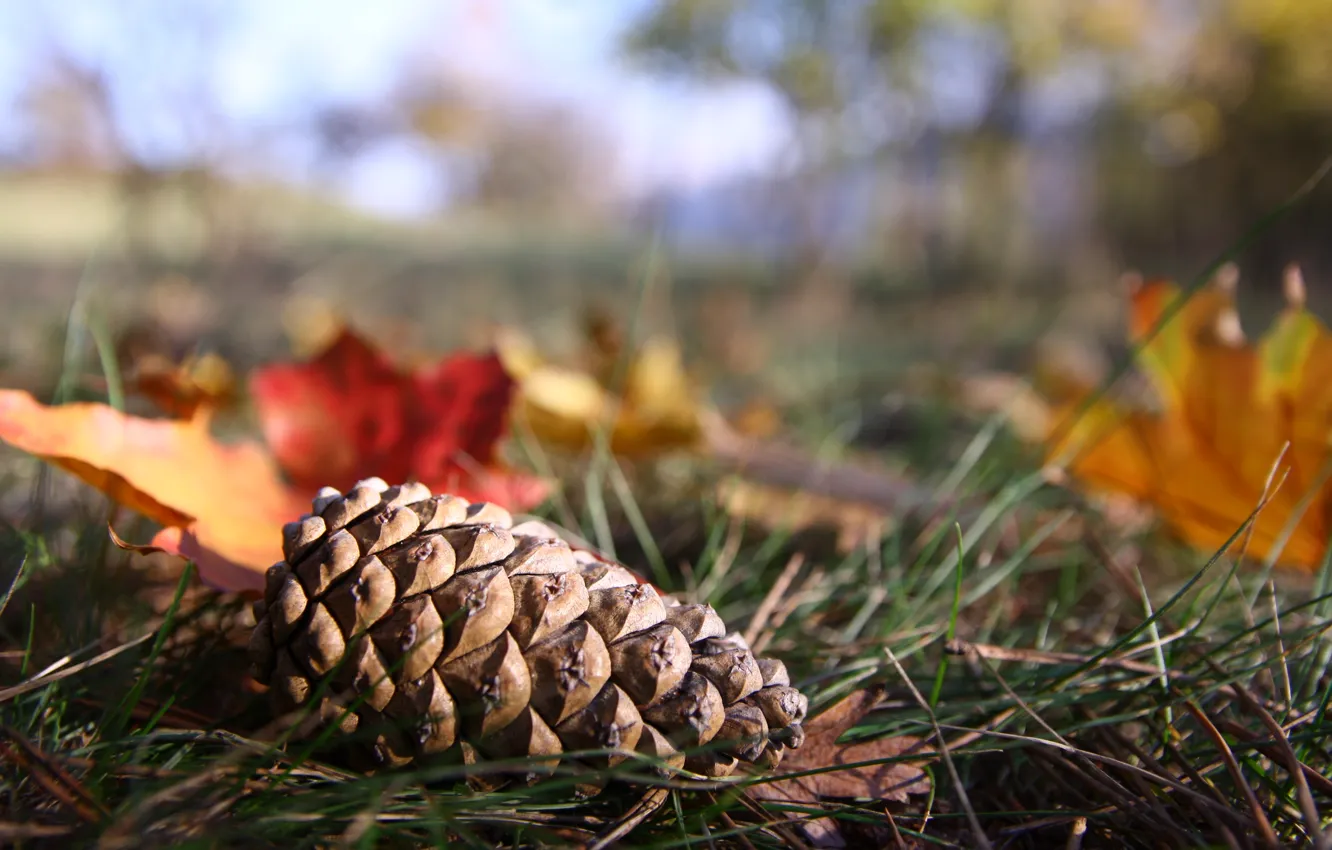 Фото обои осень, лес, поляна, шишка, солнечный день, жёлтые листья