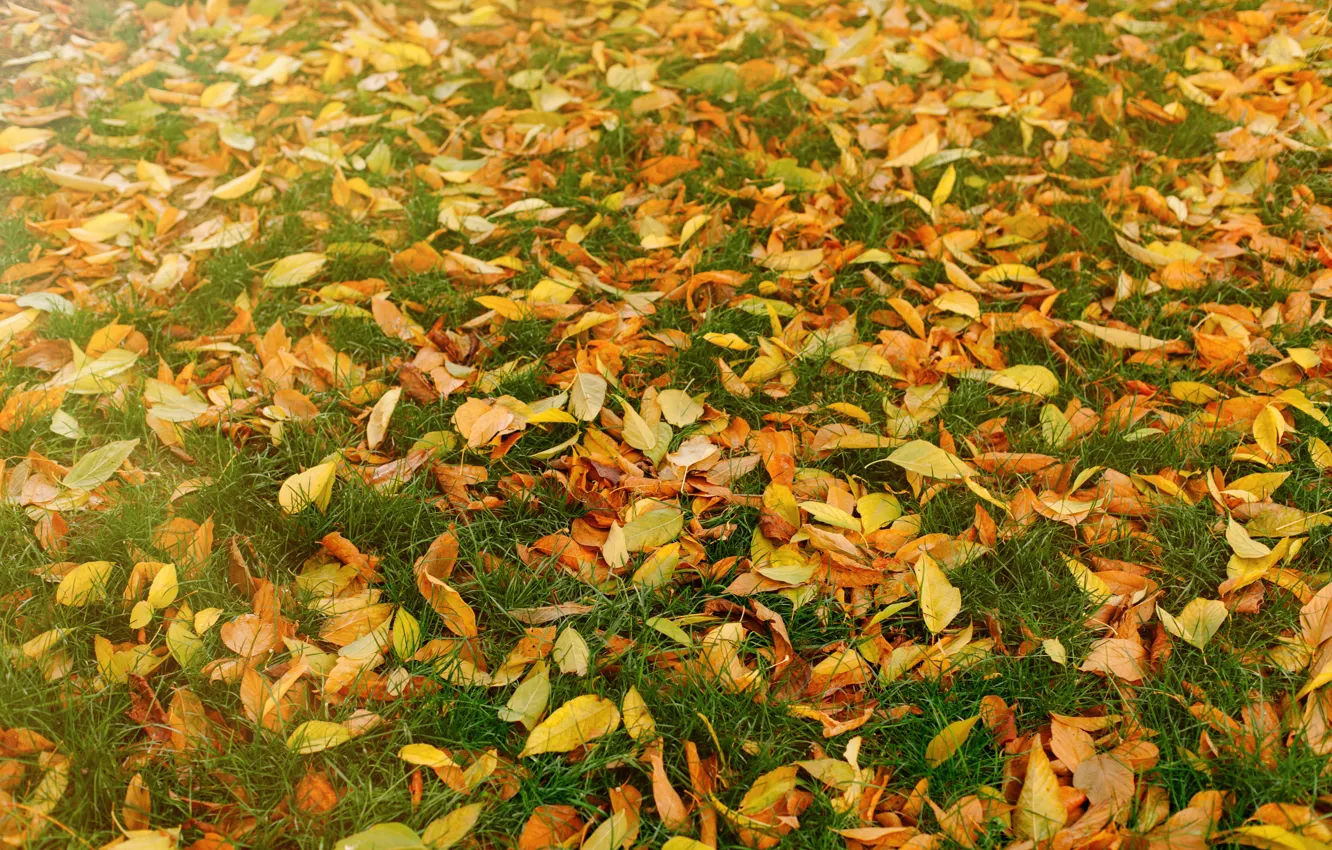 Фото обои осень, трава, листья, фон, желтые, colorful, лужайка, yellow