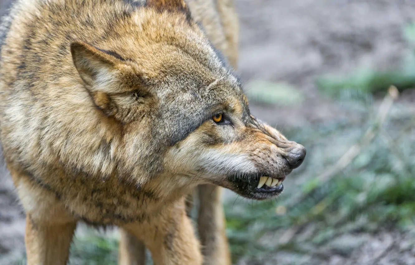 Фото обои волк, клыки, оскал, профиль, ©Tambako The Jaguar