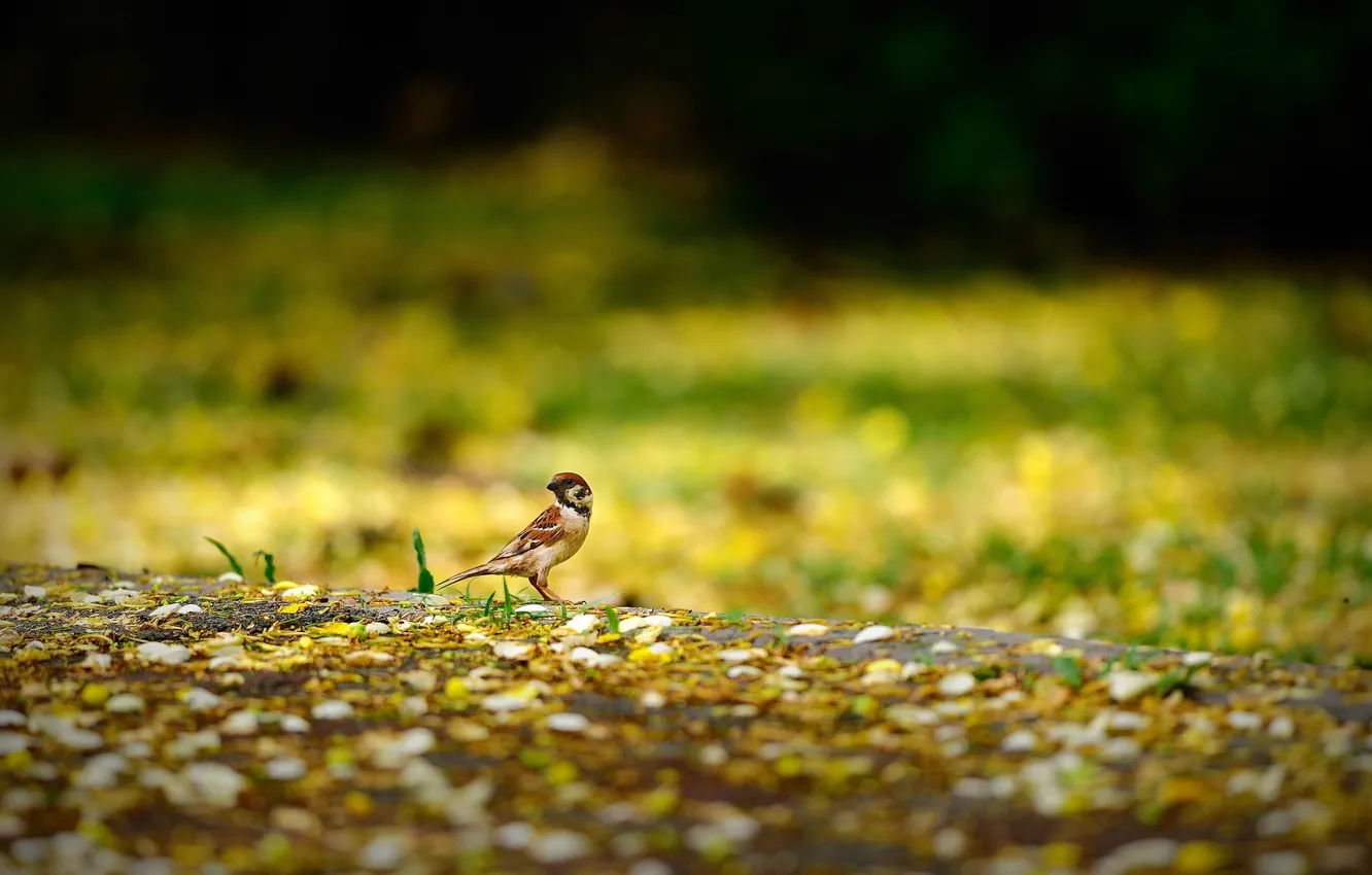 Фото обои животные, желтый, природа, фон, widescreen, птица, обои, размытие