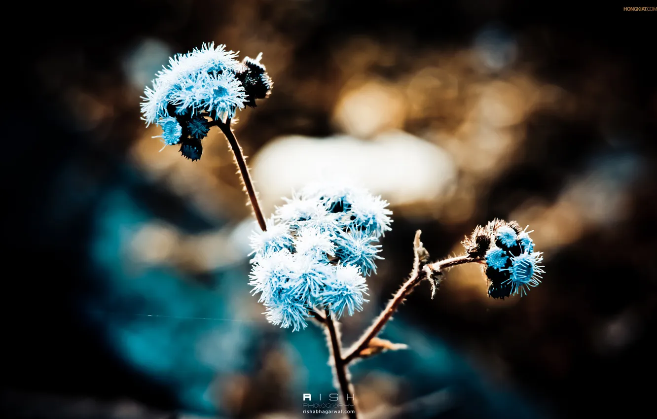 Фото обои цветы, природа, голубой, обои