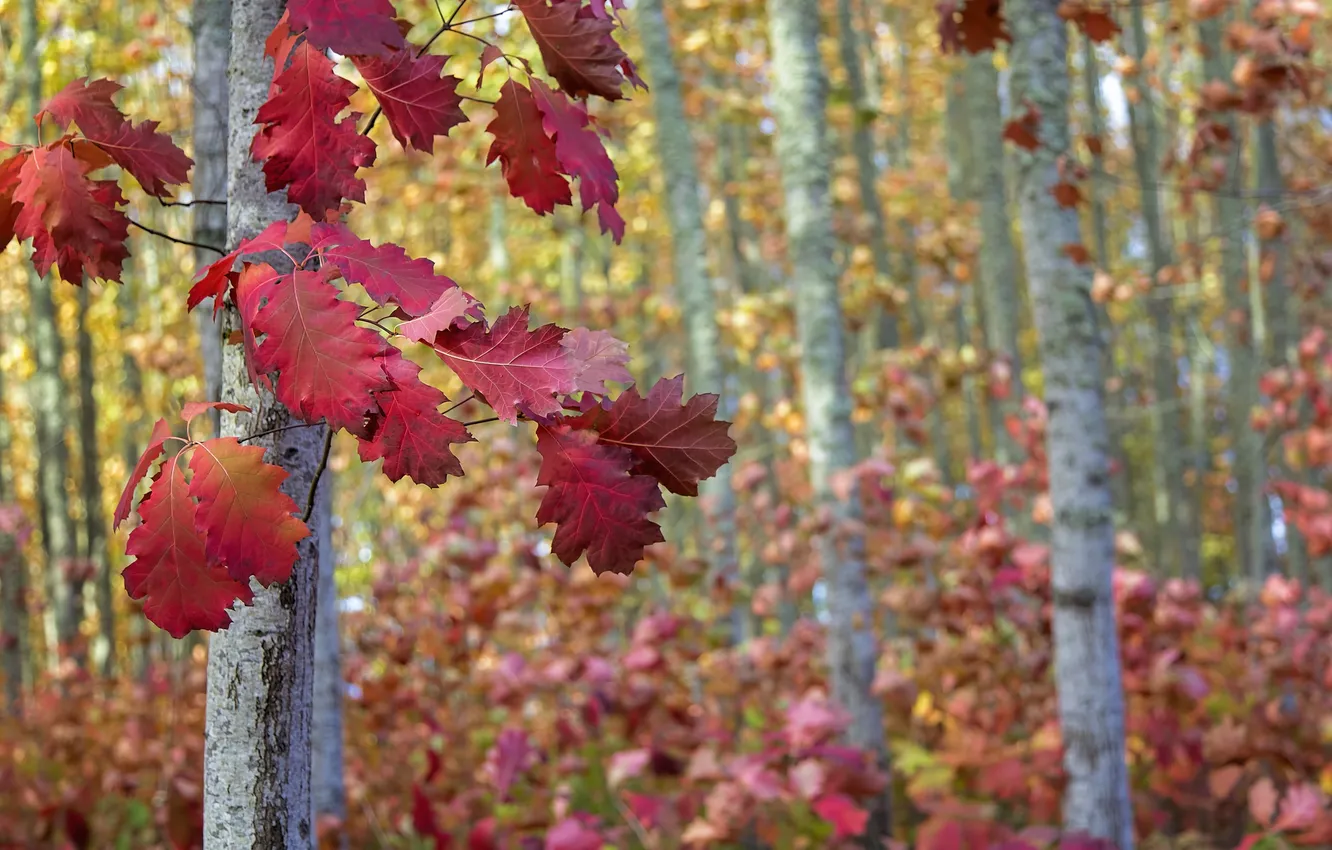 Фото обои осень, листья, деревья