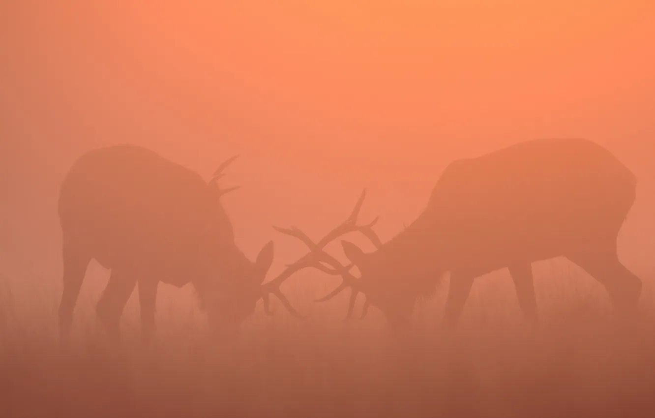 Фото обои природа, туман, олени