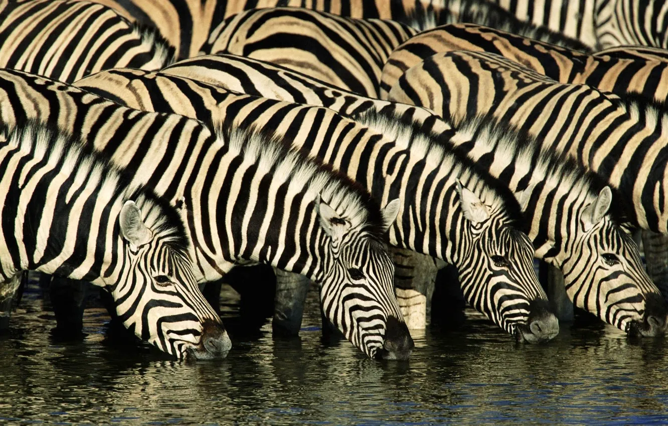 Фото обои природа, река, зебра, африка, водопой