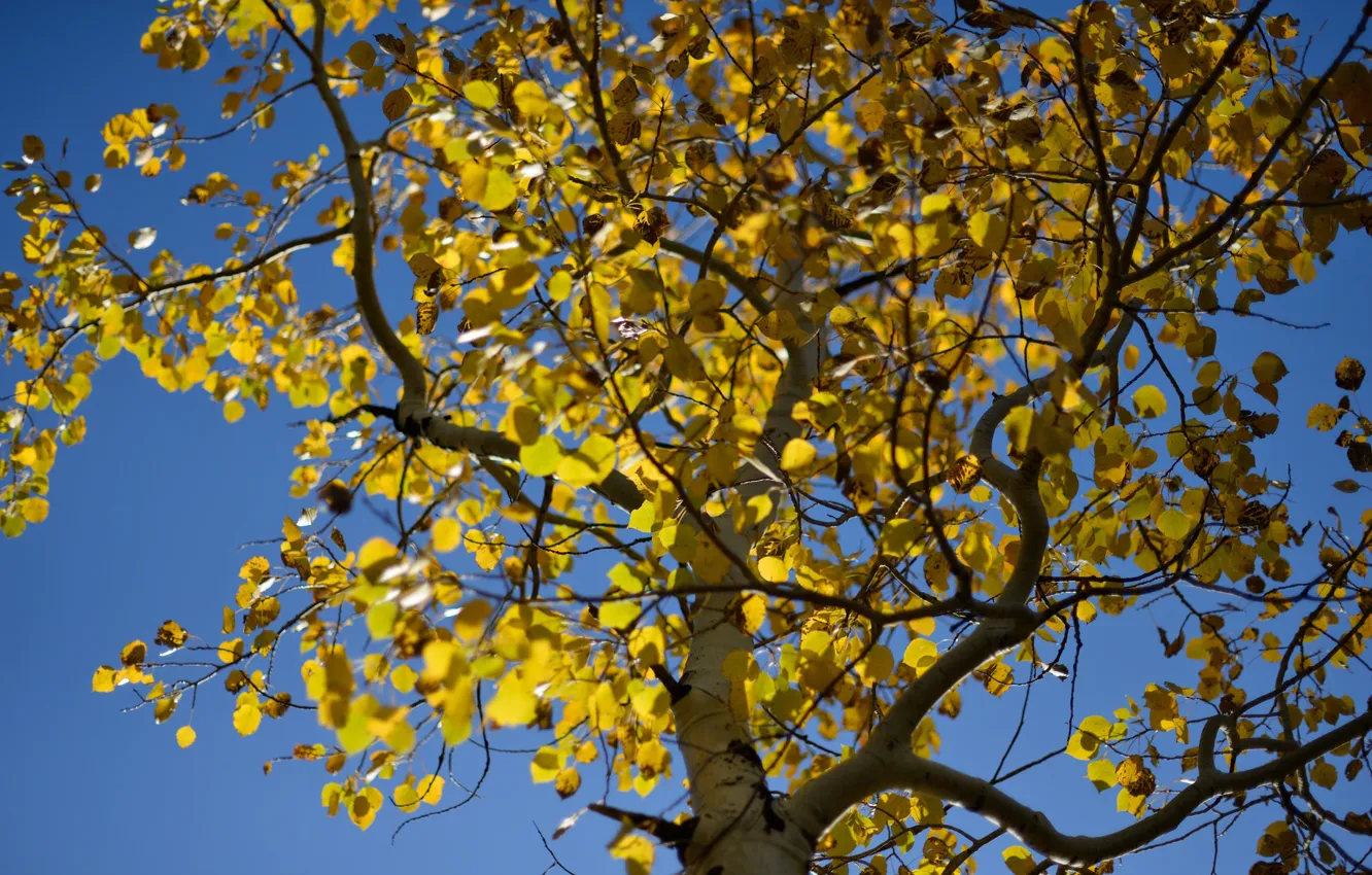 Фото обои осень, небо, листья, дерево, осина