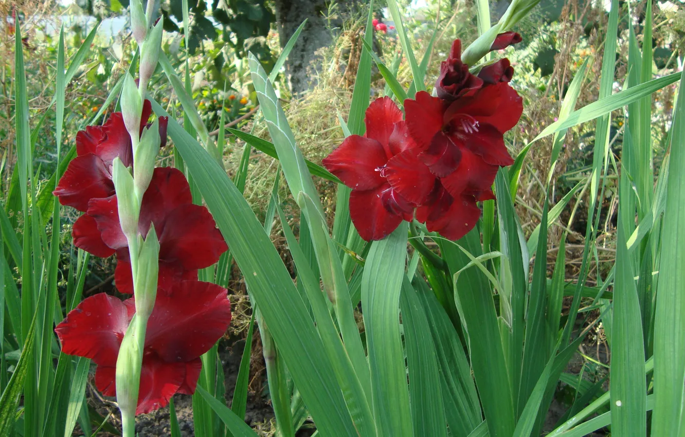 Фото обои цветы, красные, гладиолусы
