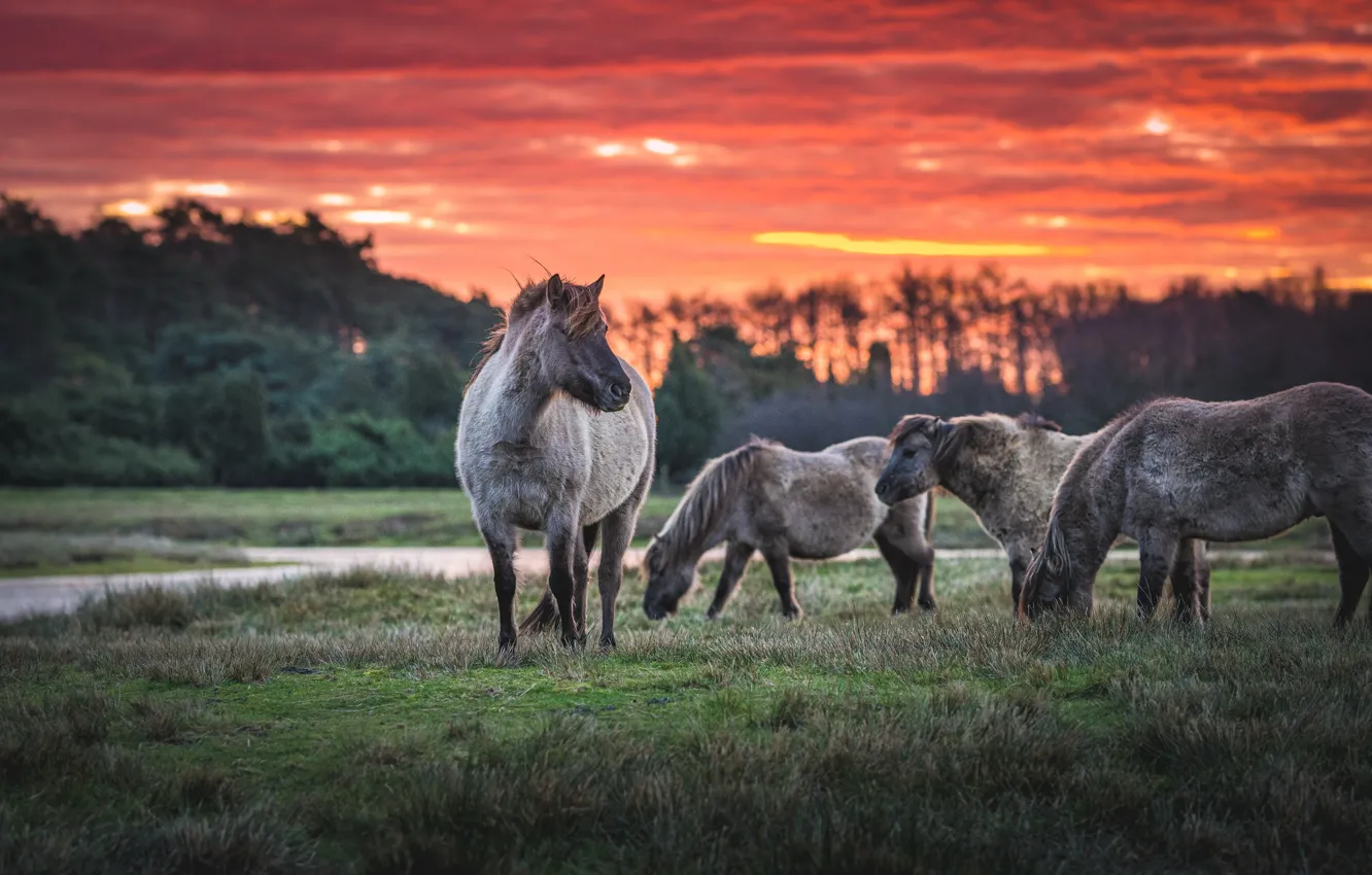 Фото обои поле, закат, кони