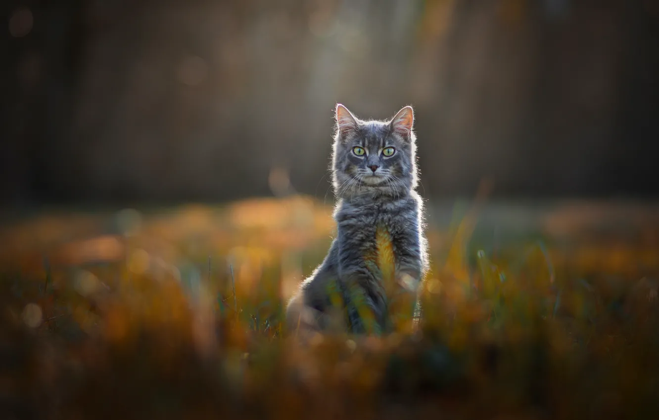 Фото обои поле, кошка, трава, кот, взгляд, природа, поза, серый
