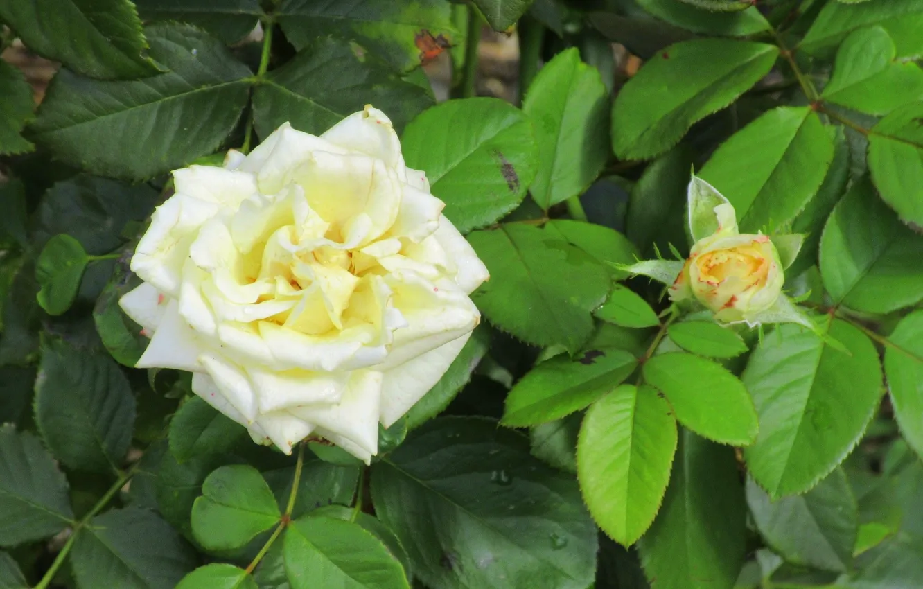 Фото обои бутон, белая роза, Meduzanol ©, лето 2018