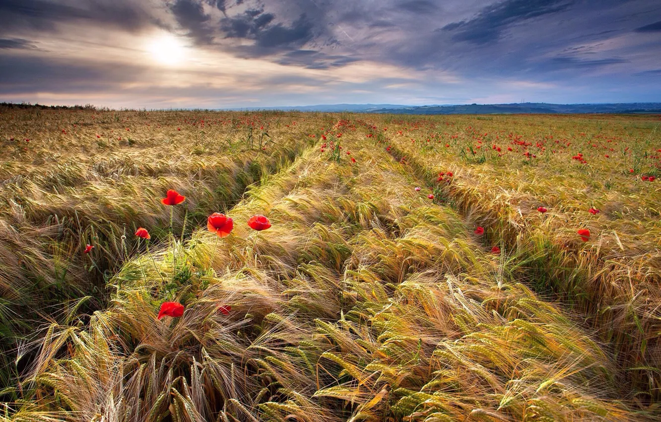 Фото обои пшеница, поле, маки, колоски