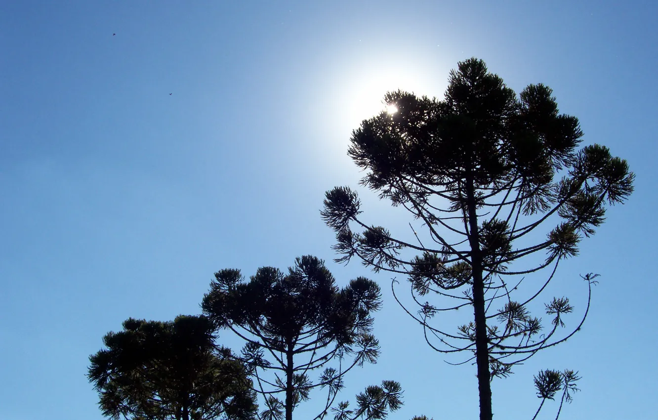 Фото обои sky, tree, sun, sunny day