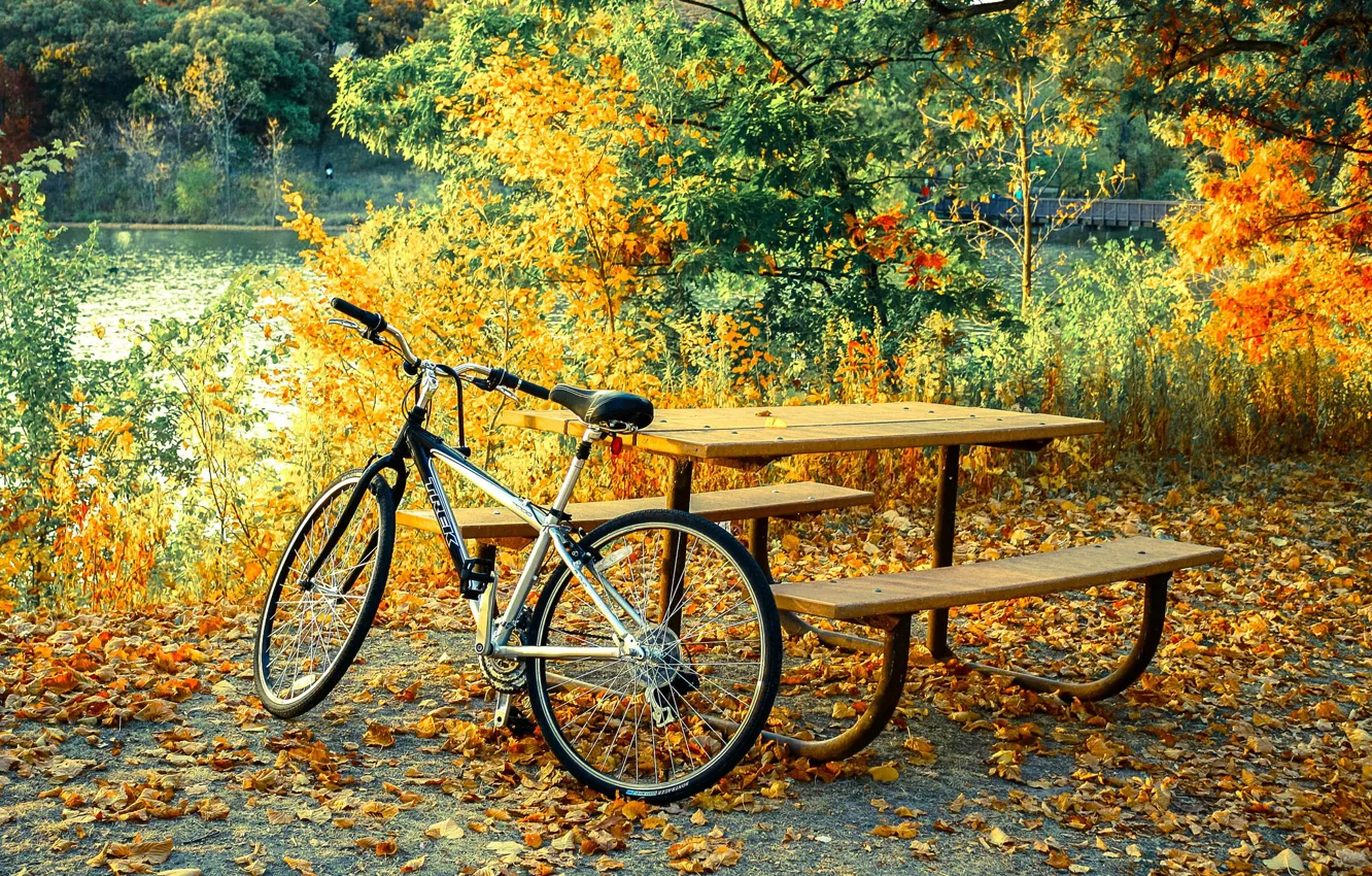 Фото обои осень, листья, ветки, природа, велосипед, велик, уют, пруд