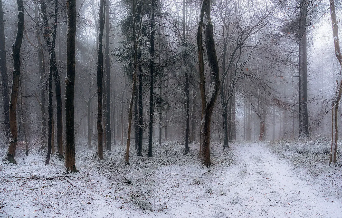 Фото обои зима, лес, Англия, England, Snowshill Hill