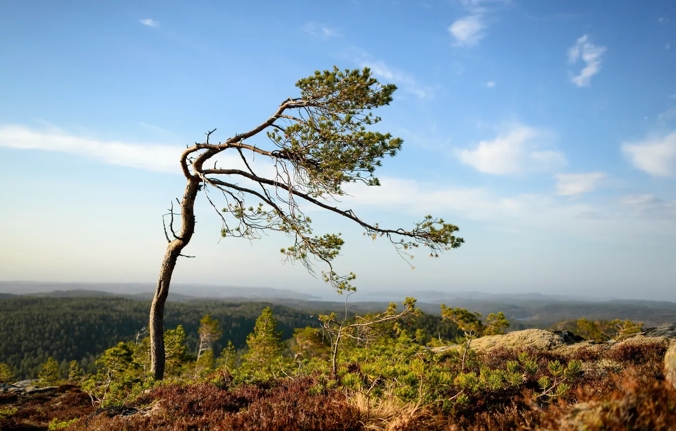 Фото обои деревья, пейзаж, природа