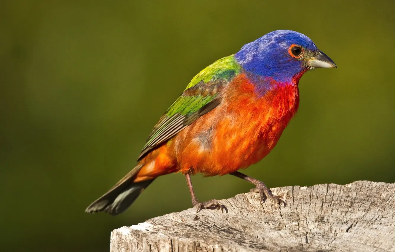 Фото обои птица, цвет, пень, перья