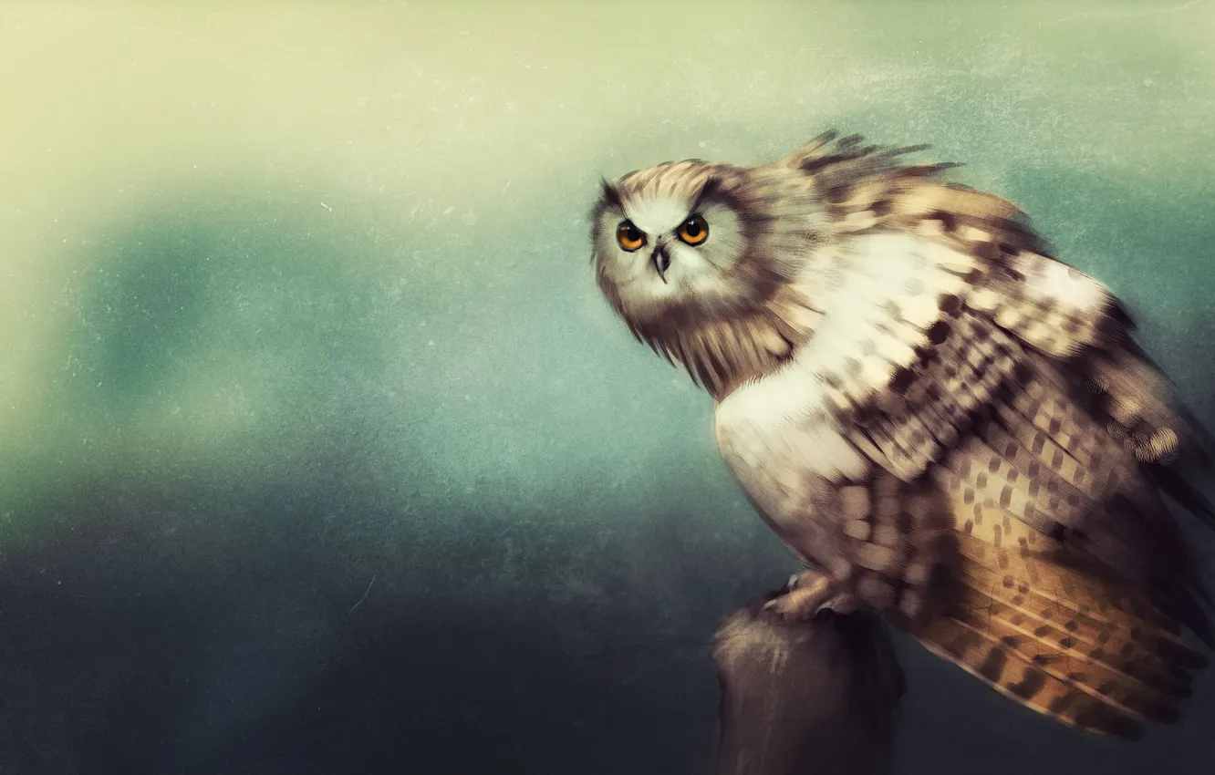 Фото обои взгляд, сова, птица