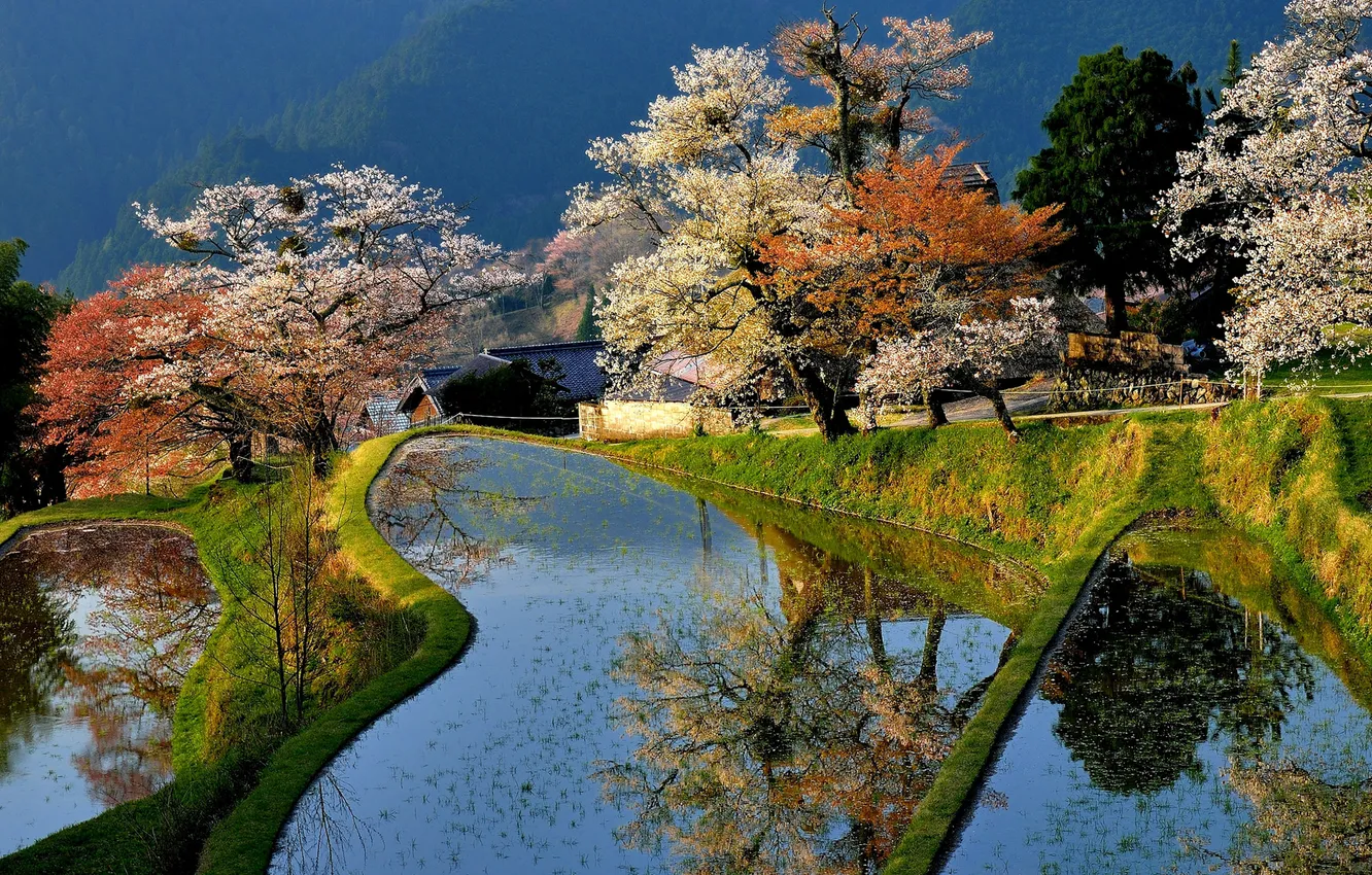 Фото обои деревья, дом, пруд, весна, Япония, сад, цветение
