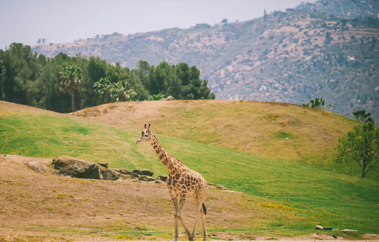 Фото обои поле, животное, жираф