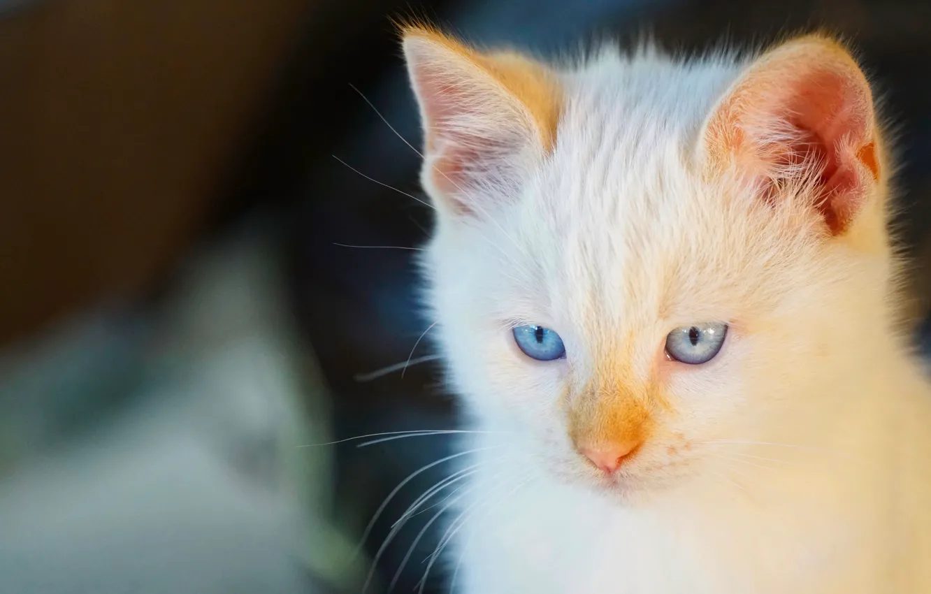 Фото обои кошка, взгляд, мордочка, голубые глаза, котейка