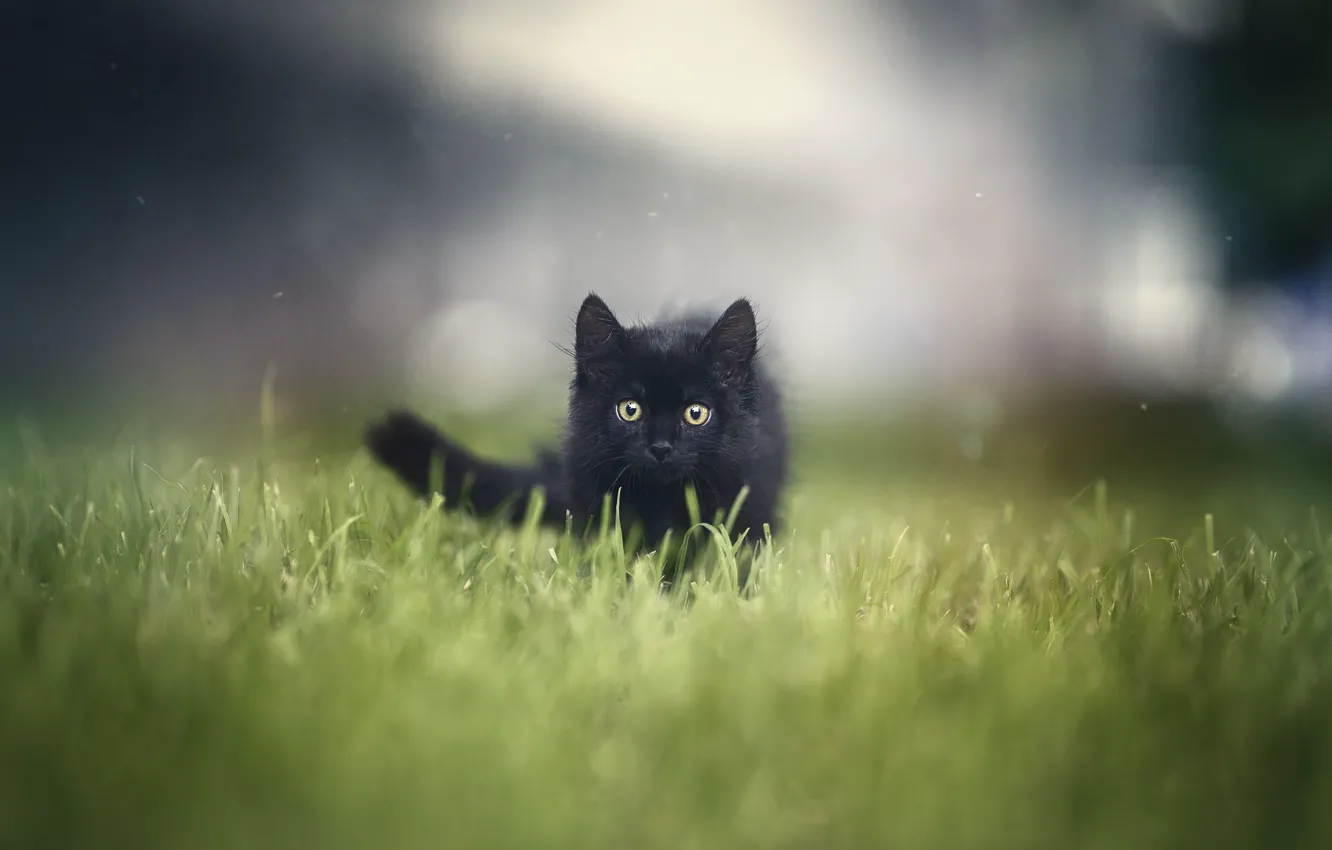 Фото обои трава, котенок, grass, kitten, Анна Яркова