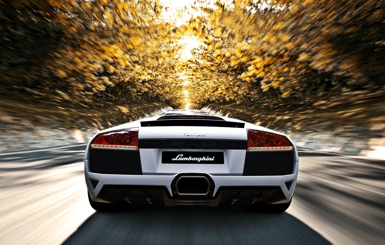 Фото обои дорога, осень, солнце, деревья, скорость, Lamborghini, белая, murcielago