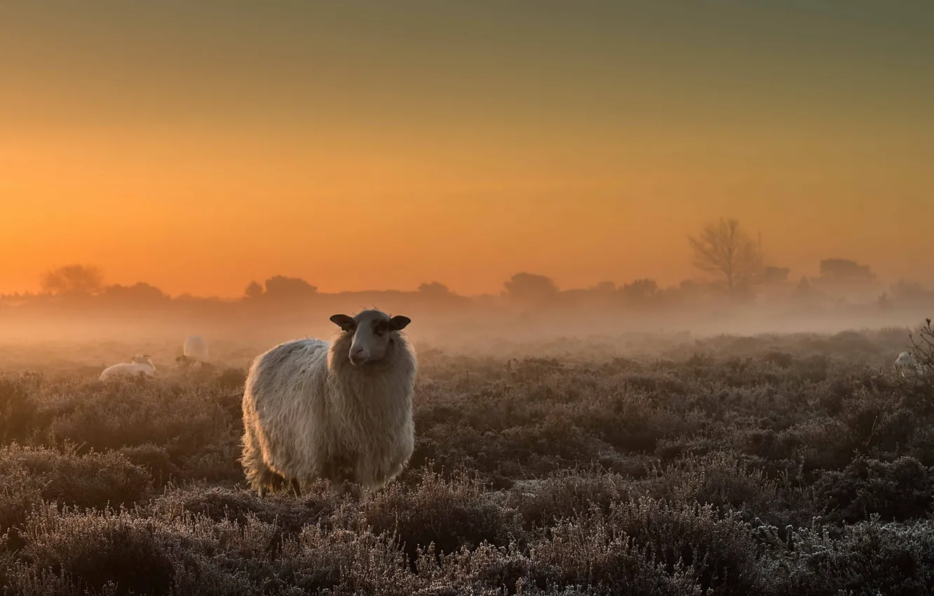 Фото обои поле, туман, овцы