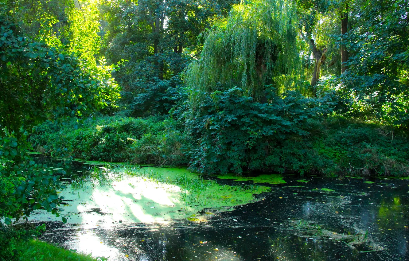 Фото обои trees, water, park, lake, pond