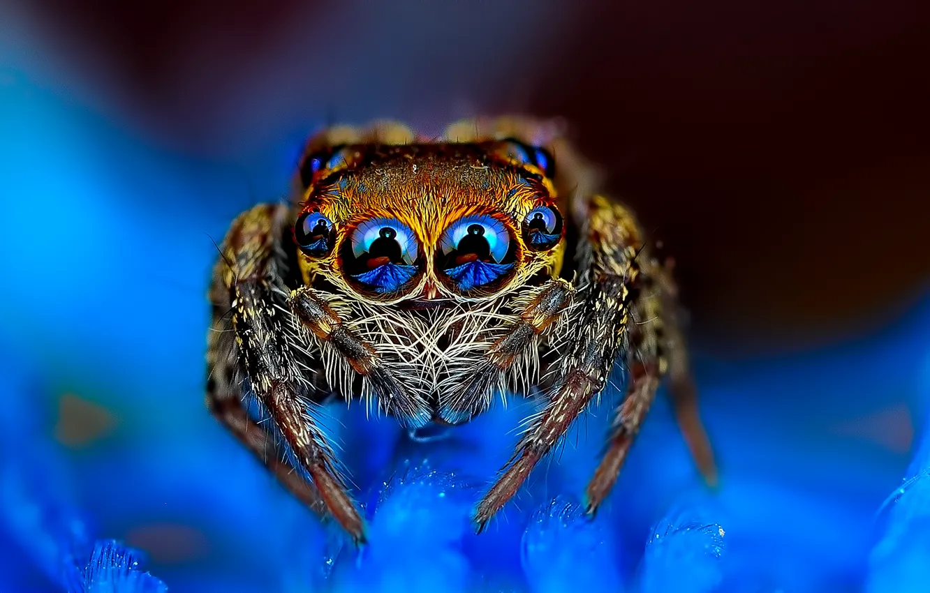 Фото обои паук, глазастый, голубой фон, прыгун, джампер