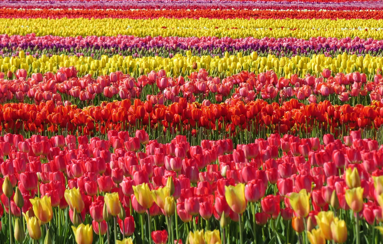 Фото обои поле, весна, тюльпаны