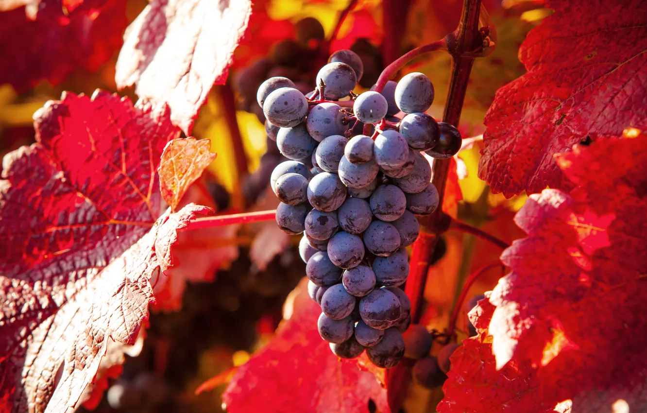 Фото обои осень, природа, листва, виноград, nature, grapes, autumn leaves