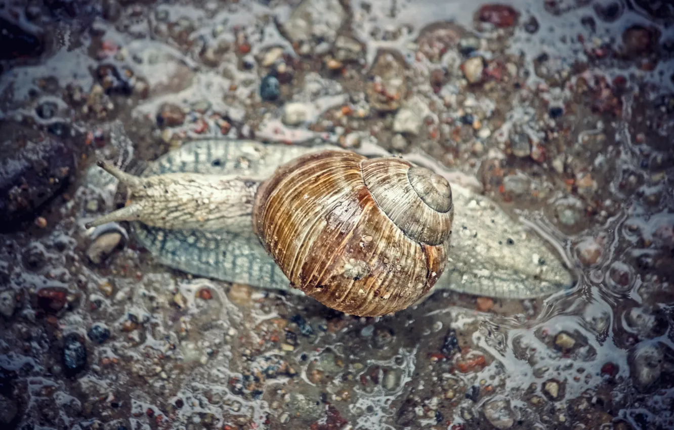 Фото обои rain, grey, asphalt, snail