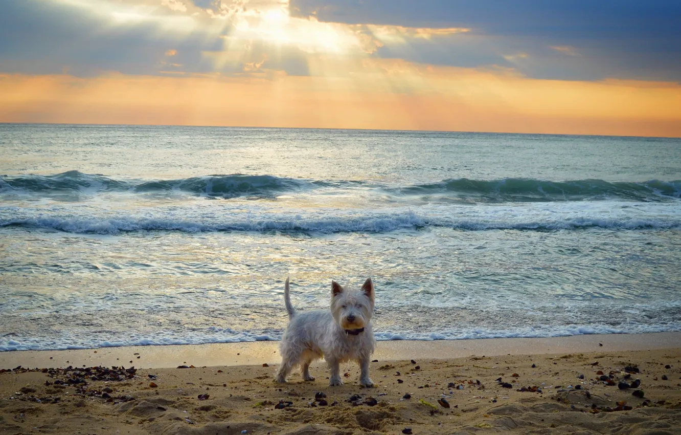 Фото обои Море, Собачка, Dog, Sea, Вест-хайленд-уайт-терьер