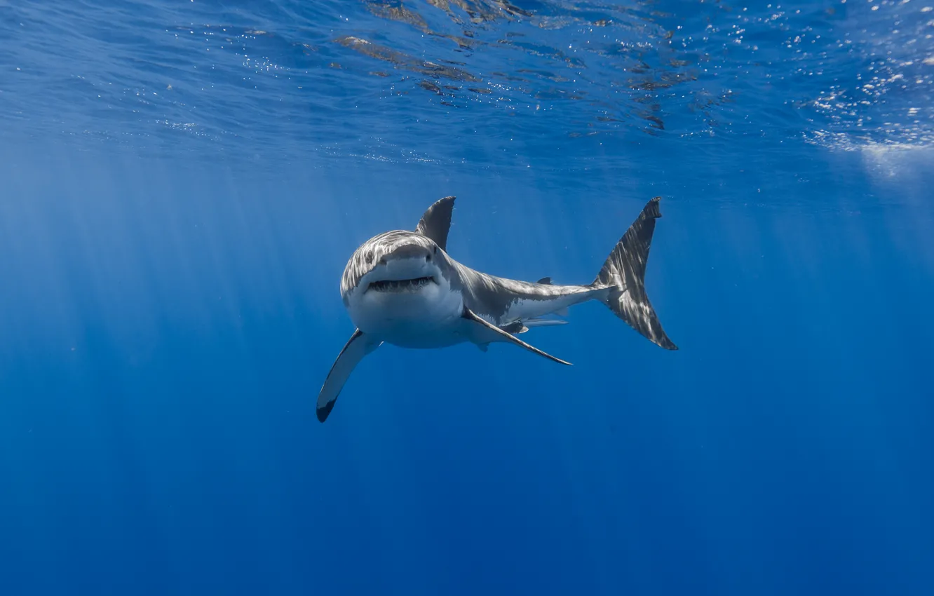 Фото обои море, природа, акула