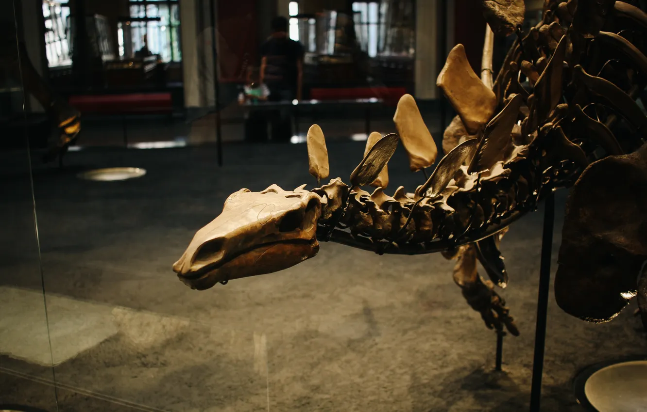 Фото обои динозавр, кости, скелет